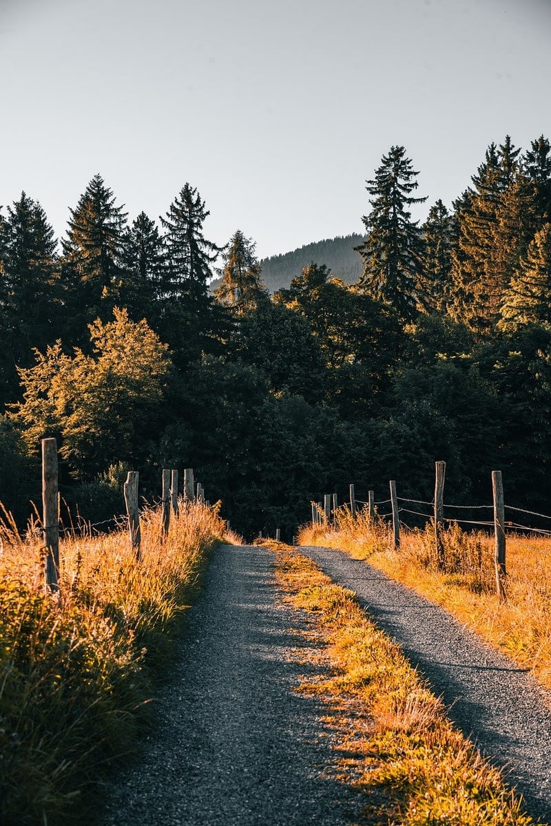Enchanted Forest Grove